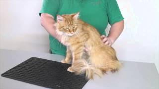 Animal welfare and health: How to health check a cat 2