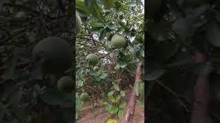 Bán Buôn Giống Bưởi Diễn Sai Quả, Lâu Năm, Giống Chuẩn  Tại Đất Phú Diễn- Từ Liêm. 096.239.2038