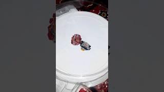Giga Gaianon Vs Zillion Zeutron burst beyblade #shorts #beyblade #burst
