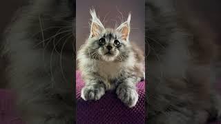 Welcome to the Meowoff.us family! 