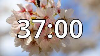 37 Minutes Timer with Music | Cherry Blossom Timer