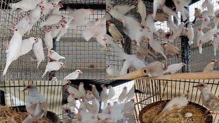 Ready To Breed Birds Fawn Java Albino Red eyes Opal Finches Pide Dove ||B4BIRDS