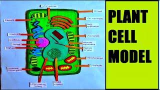 plant cell model making using cardboard | science project  | biology project | DIY | howtofunda