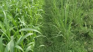 My Sugar Cane Agricultural Land | Zain Ul Abadin Vlogs | Fani Ali Shah | #FAS | Rural Punjab Village