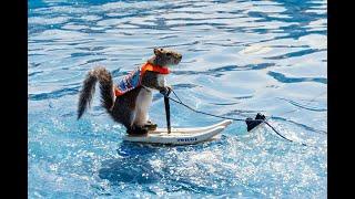 Watch Twiggy the Water Skiing Squirrel race across the water