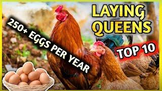 Top 10 Best  Egg Laying Chicken Breeds