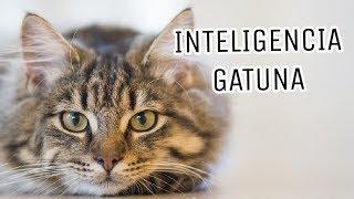 La Inteligencia de los Gatos