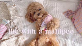 Life with a Maltipoo 🩷 Saturday vlog️Doggy box Japan  candy toys 