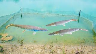 Putting My Pet Alligator Gar in Their New Pond!