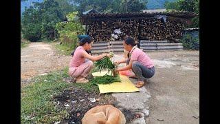 Harvest coriander to sell, fertilize squash plants