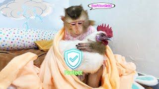 Monkey Lyly replaced her mother to protect chicken Gao from the heavy rain