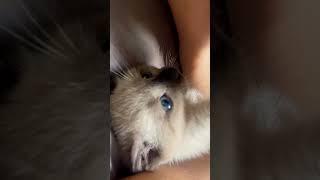 Siamese kitten! Adorable ️ #subscribe #like #cat #siam #kitten #cute #christmas