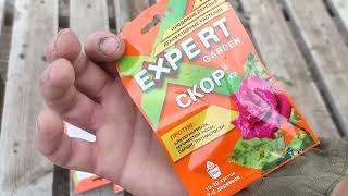 первые подкормки клубники  3х20 новалон в каплю! актелик и скор по листу!