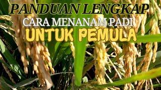 Panduan Lengkap Cara Menanam Padi Untuk Pemula Dari 1 - 95 HST