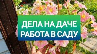 ДЕЛА на ДАЧЕ | РАБОТА в САДУ | ЧТО в ТЕПЛИЦАХ