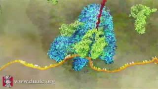 mRNA Translation (Advanced)