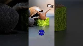 Snail Eating Cucumber ASMR  #snail #asmr