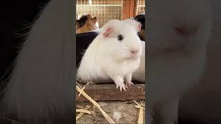 Guinea pig Marshmallow got scared of the dog barking