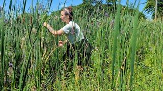 Foraging blue vervain, marsh meadows & high summer medicine