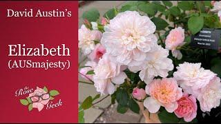  David Austin's Elizabeth Rose |AUSmajesty | English Roses