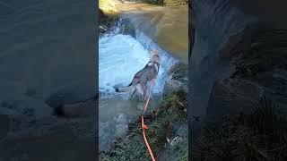 wolfdog plays in old flooded Croatian water bridge