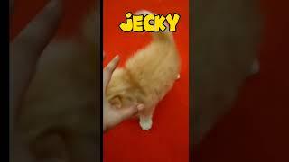 kitten jecky suka gigitin tangan #kucinglucu #kitten #kucingpersia #jeckycathouse #persiacat
