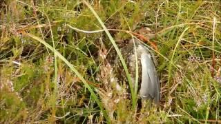 Mar Lodge Estate :: Bird Strike (29JUL17)