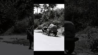 서울사진관  Seoulphoto. 60. original film 1950ˈs   소달구지. ox cart. #travel
