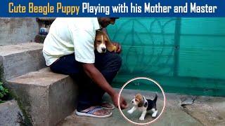 Cute Beagle Puppy Playing with his Mother and Master | Dreamer Paul Vlog