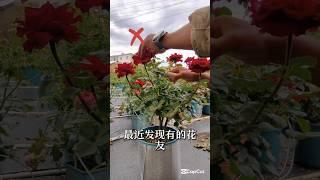 How  to prune roses properly after flowering #rosegarden #smartfarming #gardeningtips