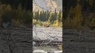 Hunting Bison in Alaska with Iron Will 100 Grain Single Bevel Broadhead - David Brophy