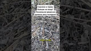 Сорняки и траву больше не кошу! Гениальное решение удивило весь интернет! #сорняки #сад #огород