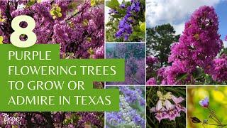 8 Purple Flowering Trees to Grow or Admire in Texas