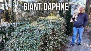 So Many Signs of Spring - Daphnepolooza