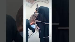 #shabih e zuljanah #rahwar e hussain a.s #jagger e murtajiz #khadim e zuljanah syed mohtashim raza.