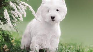 Westie Growth: Everything You Need to Know about West Highland White Terrier Height