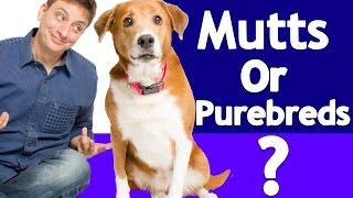 Which is better? Purebred or Mixed breeds? The Answer is in the DNA!