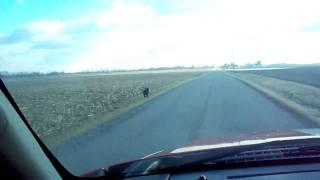 Dog Sure Likes to Run