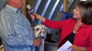 Alpacas of the Southwest on AZTV7