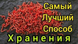 Как хранить МОТЫЛЯ на долгое время??Мотыль для рыбалки!!