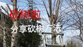 砍树怎样注意安全  分享砍树方法 一连砍了四棵杂树    How to Remove Trees Safely