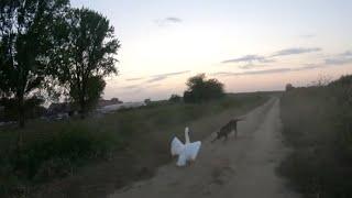 Dog VS Swan for the first time!