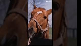 Secretariat 1970-1989