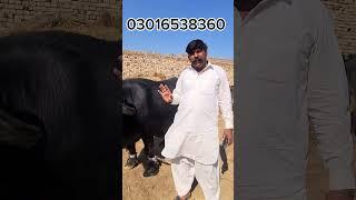 puire ravi buffalo|Earn from buffalo