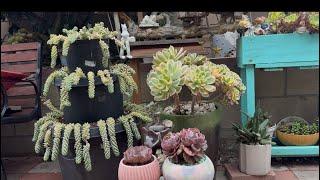 How To Grow and Propagate  Echeveria Beyoncé & Burro’s Tail  in a Beautiful 3 Tier Style