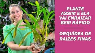 COMO PLANTAR ORQUÍDEAS DE RAÍZES FINAS