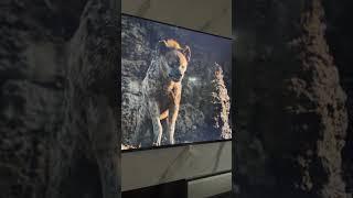 Lion king # muffasa #simba #scar #adyan umar