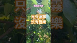 大自然的療癒，蓮霧初長成#蓮霧 #水果 #fruit #waxapple