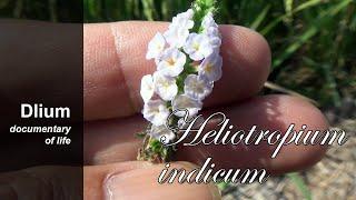 Indian heliotrope (Heliotropium indicum) - part 2