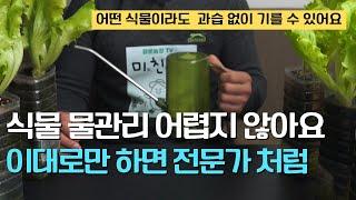 153.어떤 식물이라도 건강하게 물을 줄 수 있는 간단한 방법입니다